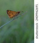 Small photo of Skipper Butterfly. This butterfly moves its wings at high speed when flying. This type includes grass skippers because this species often inhabits grassy areas.