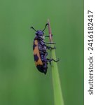Small photo of Blister beetle Is an insect with a black body color with a red pattern just like a candy blister