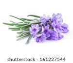 Lavender. Flowers Isolated On...