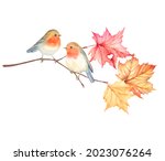 Robin Birds Sitting On Maple...