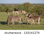 A Small Herd Of Zebras Grazing...