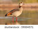 An Egyptian Goose Standing In...