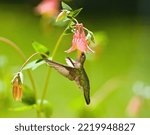 Small photo of female hummingbird and honey suckle