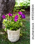 Purple Inca Lily In Pot Under...