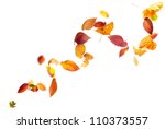 Colorful autumn leaves falling and spinning in the wind on white
