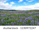 Icelandic Purple Lupine Field...