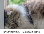 Gray Fluffy Cat Sleeps In The...