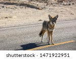 A Coyote Walking On An Empty...