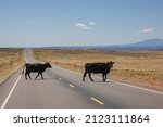 Cattle Cross The Desert Road In ...