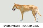 One Brown And White Dingo On A...