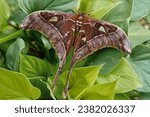 Hercules moth butterfly   on...