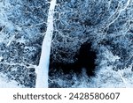 Beautiful tree with leaves in forest, black, white and blue color, invert photo
