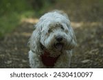 Small photo of Beautiful dog with kerchief walking into the woods
