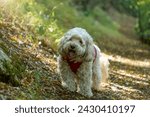 Small photo of Beautiful dog with kerchief walking