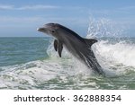 Atlantic Bottlenose Dolphins  ...