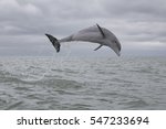 Bottlenose Dolphin  Tursiops...