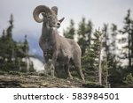 Bighorn Sheep    Ovis...