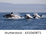 Killer Whale    Orcinus Orca 