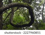A Twisted Branch In The...
