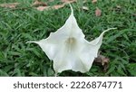 Small photo of Devil's trumpet falls on the ground. Datura stramonium, known by the common names thorn apple, jimsonweed (jimson weed), devil's snare, or devil's trumpet is a poisonous flowering plant of the nights