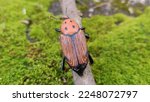 Image of beetle  rhynchophorus...