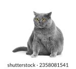 A fat gray british cat with big ...