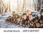 Log trunks pile, the logging timber forest wood industry. Banner or panorama of wood trunks timber harvesting in forest. Wood cutting in winter forest.