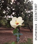 Hibiscus Heterophyllus ...