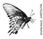 Butterfly   Sketch Vector...