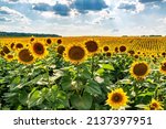Small photo of Sunny sunflower field in Ukraine. Endless blooming sunflower field