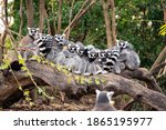 Group Of Ring Tailed Lemurs...