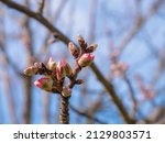 The first buds of an almond tree (Prunus dulcis) begin to open on the branches in early spring to create their characteristic beautiful flowers and branches and blue sky in the background