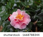 Beautiful Japanese Camellia...
