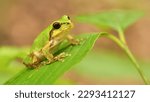 Small japanese tree frog on a...