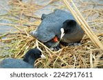 Eurasian Coot  (Fulica atra)
It is a stocky, rounded back, rounded tail and grayish-black waterfowl.