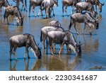 A group of gnus at the river in ...