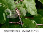 Small photo of dragonfly vagrant emperor female, scientifique name, hemianax ephippiger, taken in Geneva, CH.