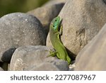 Western green lizard male, scientific name occidental lacerta bilineata, taken in Geneva, CH.