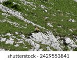 Small photo of Chamois, (Alpine chamois), scientific name rupicapra rupicapra, taken in Jura, dole, CH.