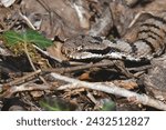 Small photo of Asp viper, scientific name vipera aspis, taken in Geneva, CH.