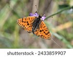 Small photo of Lesser spotted fritillary, scientific name melitaea trivia, taken in Valais, CH.
