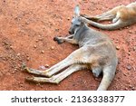Wild Red Kangaroo Sleeping And...