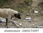 Small photo of bow-wow, pedigreed, care, little, cur, shelter, beast, brute, hair, street, funny, furry, together, lovely, purebred, one, black, pooch, pedigree, baby, friendship, friend, outside, eyes, alone, adopt