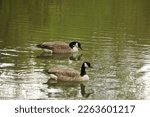 Male And Female Mallard Duck...