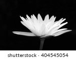 Small photo of Black and white tone Lotus Flower, blurted ,soft focus