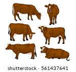 Brown Cattle Set. Cows Standing ...