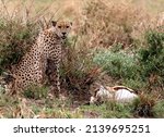 Cheetah resting after hunting his antelope prey during a safari