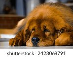 Small photo of Adult Tibetan Mastiff bitch lying down, with a distinctive deep red coat. Thick winter fur.