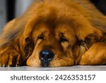 Small photo of Adult Tibetan Mastiff bitch lying down, with a distinctive deep red coat. Thick winter fur.