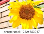 Bright Yellow Sunflower Macro...